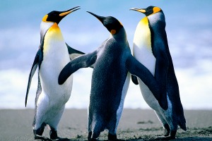 Penguins.jpg